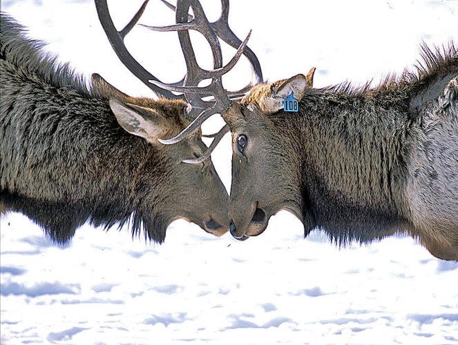 Elk Festival 2