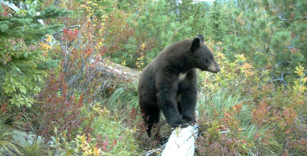 Top10 tips for Idaho spring black bear hunting