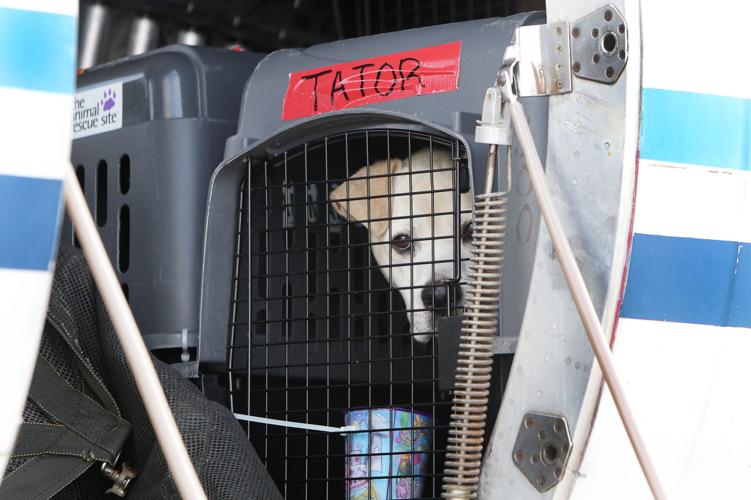 Shelter Dog Airlift