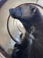 First wolverine caught by wildlife biologists in northern Utah county