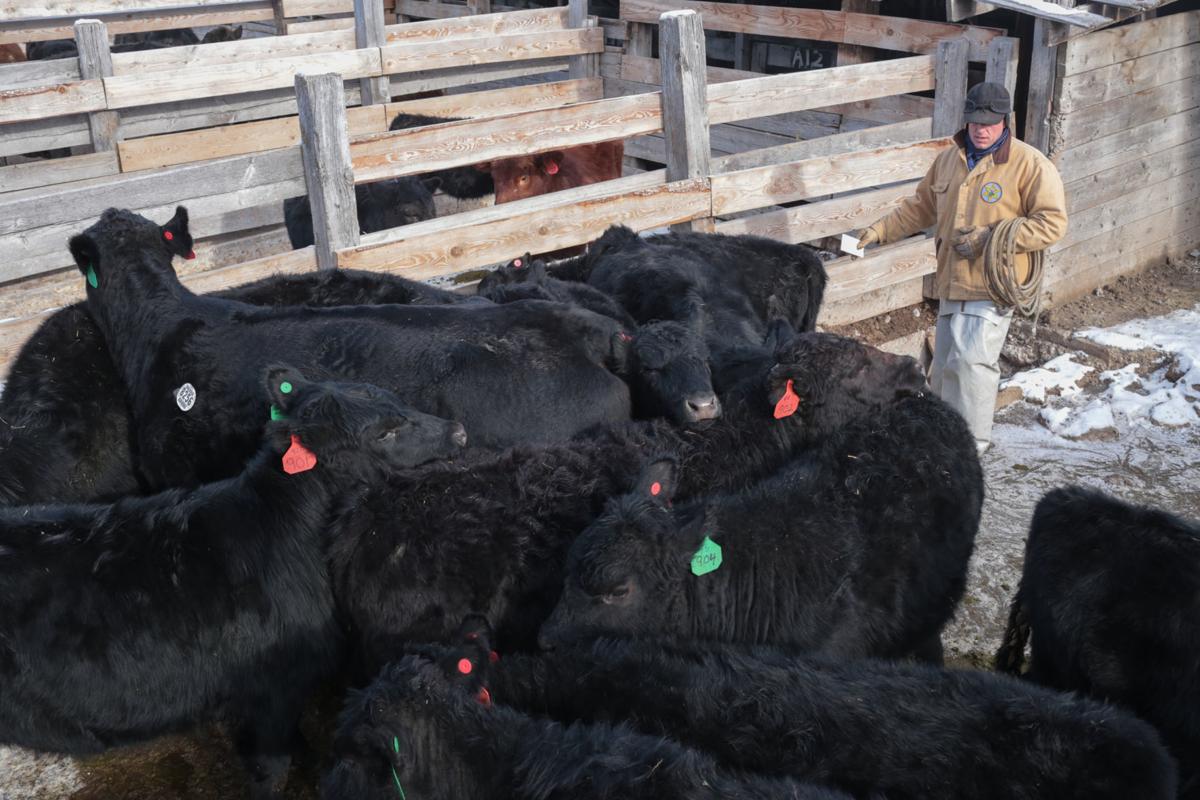 Photo Gallery Idaho Livestock Auction Sold News