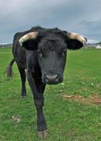 Community raises funds to save Carlos the friendly steer from slaughter plant