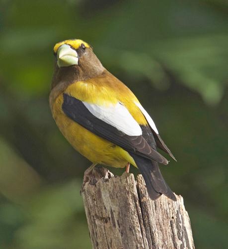 evening grosbeak