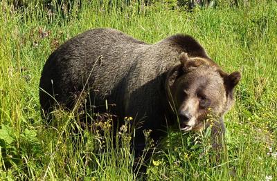 Grizzly Bear