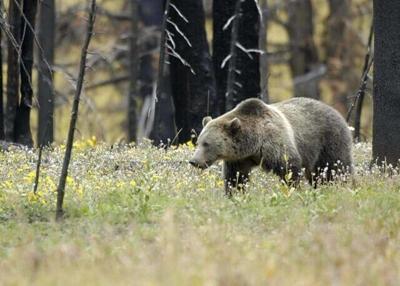 Grizzly bear