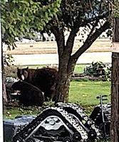 Mama bear and five bear cubs make themselves at home in Marysville