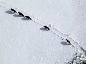 Yellowstone’s oldest wolf pack, Mollie’s Pack, leaves the park, raising fears for its future
