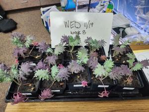 Grace Lutheran eighth-graders win Best of Show in NASA plant contest