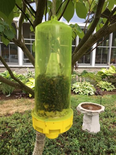 wasp catcher