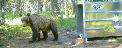 grizzly