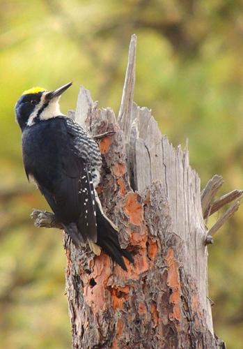 Black-backed Woodpecker