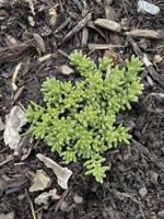 Ask the Master Gardener — Identifying your weeds