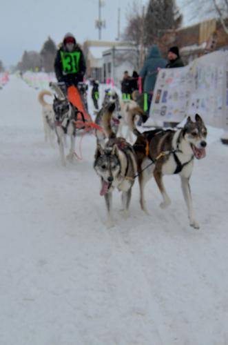 American Dog Derby held in Ashton on Friday