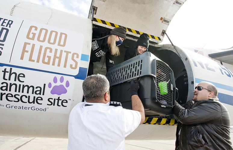 Shelter Dog Airlift