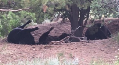 Livestock deaths
