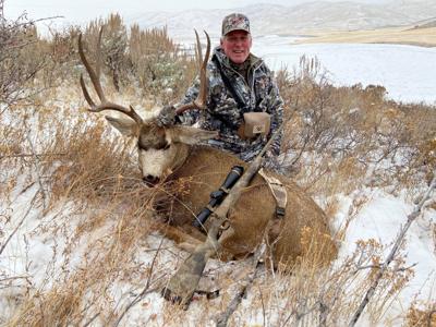 mule deer