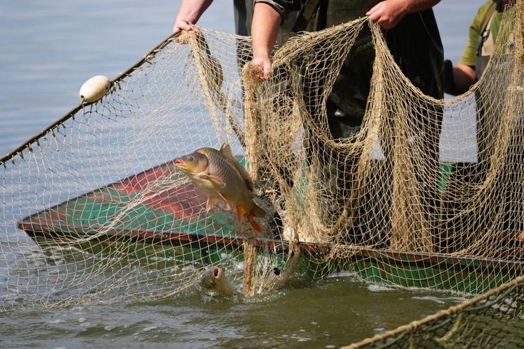 Photos show European fishers on the brink as summer drought parches rivers, lakes and farms