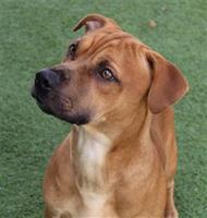 Pocatello Animal Shelter pets of the week