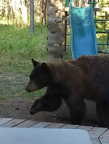 bear