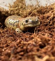 Marshall Public Library to host 'Dig Up a Good Story' with Zoo Idaho guest star Sal the Salamander