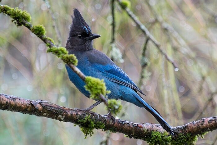 Steller's jay by Bryan Jones.jpg