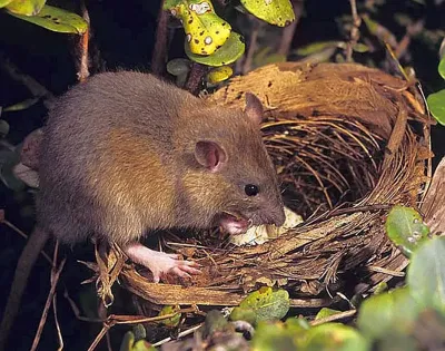 roof rat