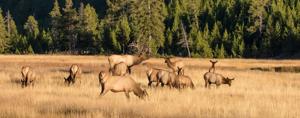 New bill would require 30-day public comment period prior to setting Idaho hunting seasons