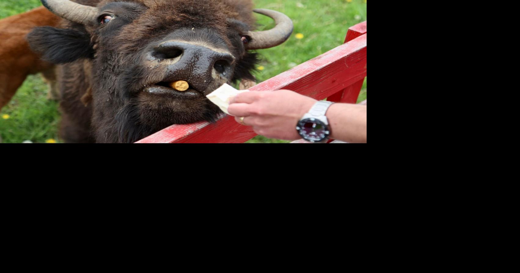 McCammon bison ranch offers wagon rides to educate public about bovines ...