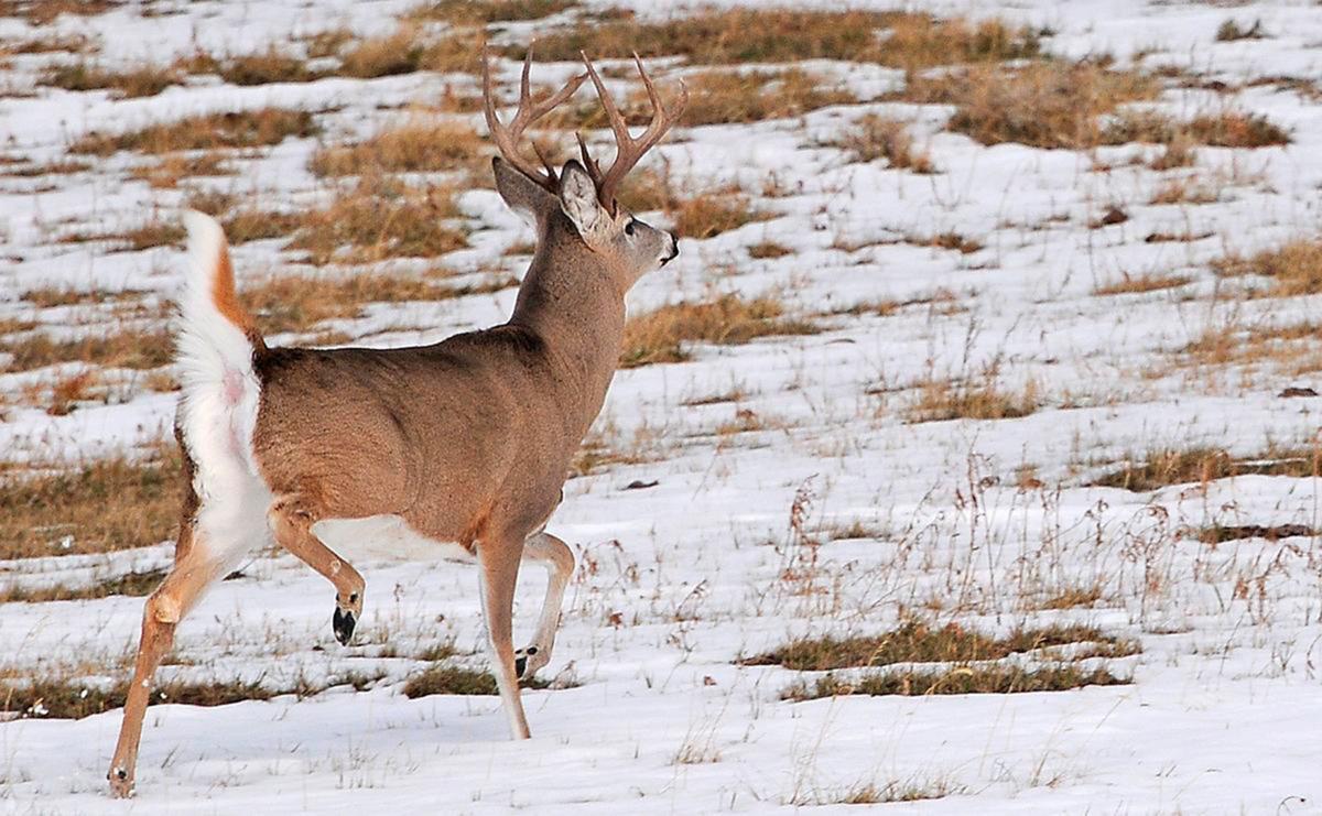 Deer hunting in Idaho Xtreme Idaho