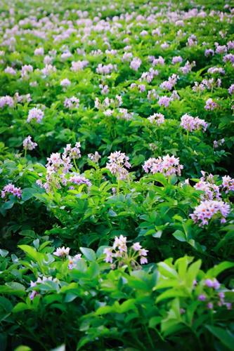 Tiede potatoes
