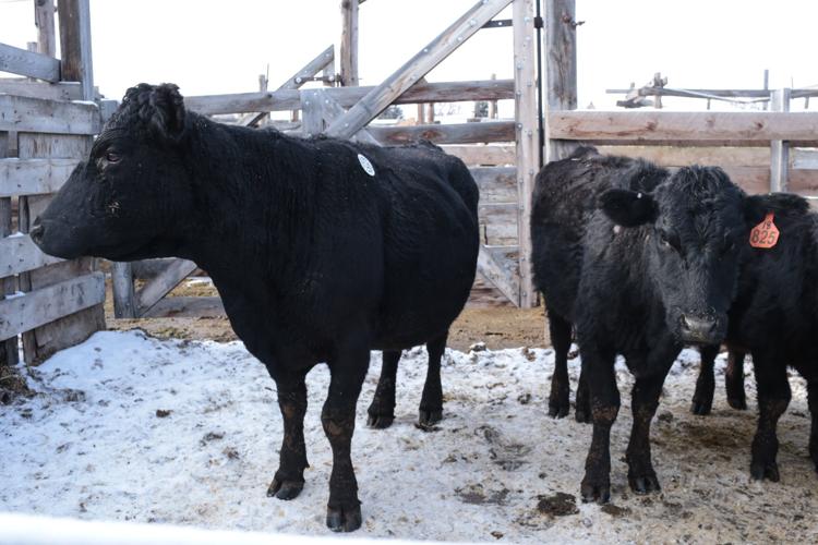Going, going, gone — saying goodbye to the Idaho Falls stockyards