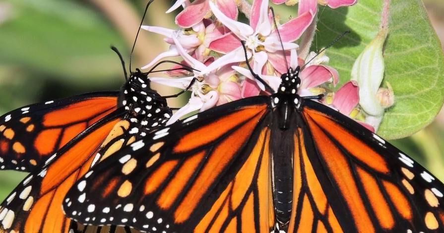 Bees, bats, birds and butterflies: Pocatello marks National Pollinator Week with free events