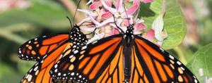 Bees, bats, birds and butterflies: Pocatello marks National Pollinator Week with free events