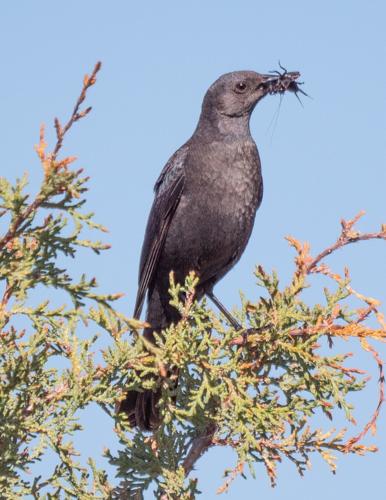 Brewer's blackbird female carrrying food by Terry Rich.jpg