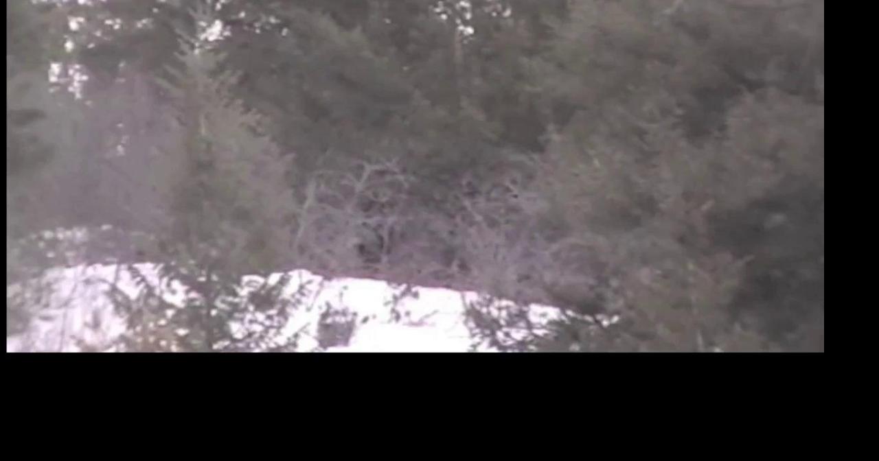 Is Bigfoot hiding in northwest New Mexico?