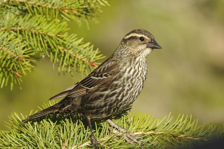 red-winged blackbird female by Mary Miller Rumple.jpg