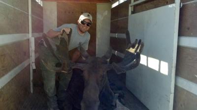 Idaho Fish and Game relocates moose.