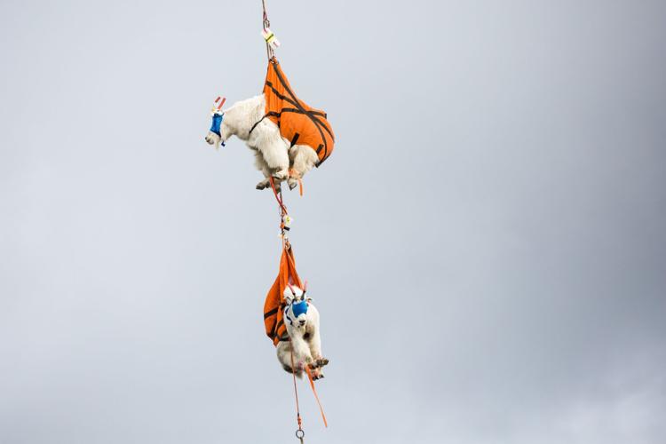 Relocating Mountain Goats