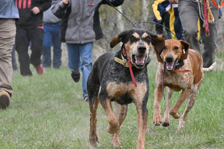 dogs running
