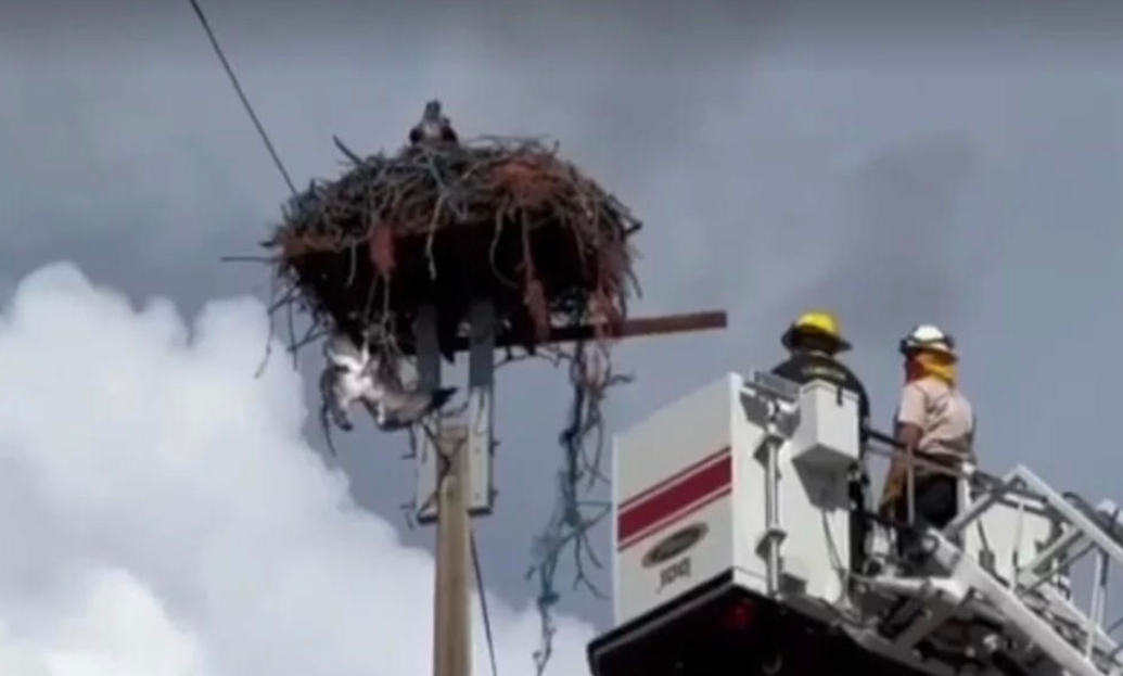 Firefighters rescue Osprey caught in bailing twine Local