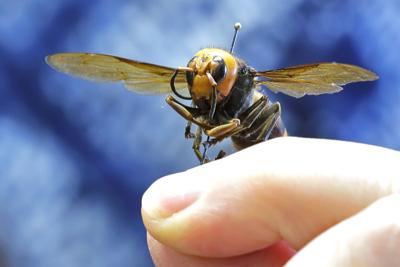 Murder Hornets