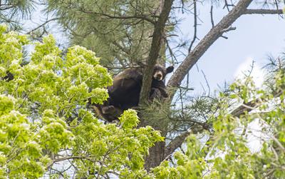 Bear in Tree