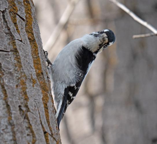 downy woodpecker by Terry Rich.jpg