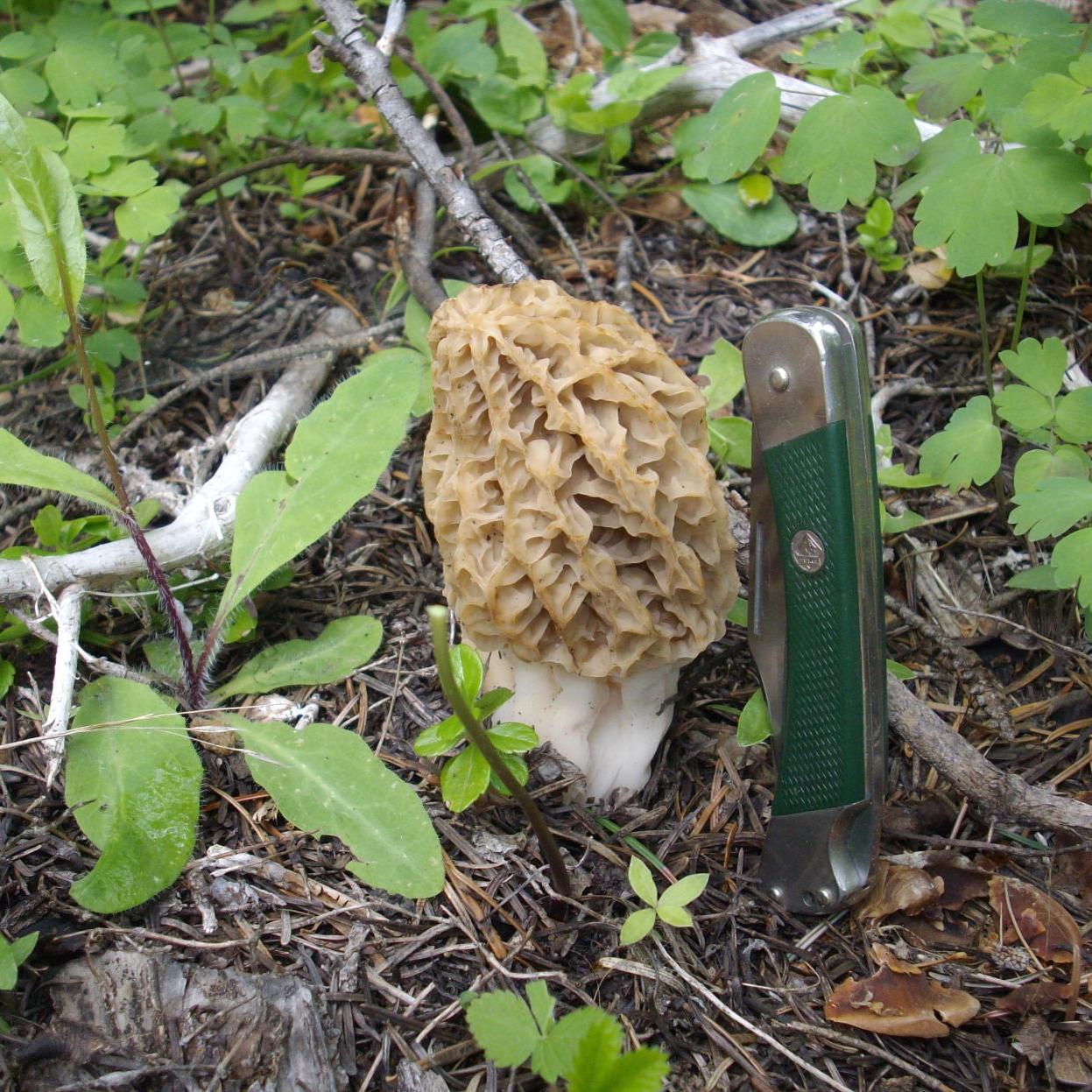 On Mushroom Hunting Free September E Edition Idahostatejournal Com Ohio Morels 2022 Map