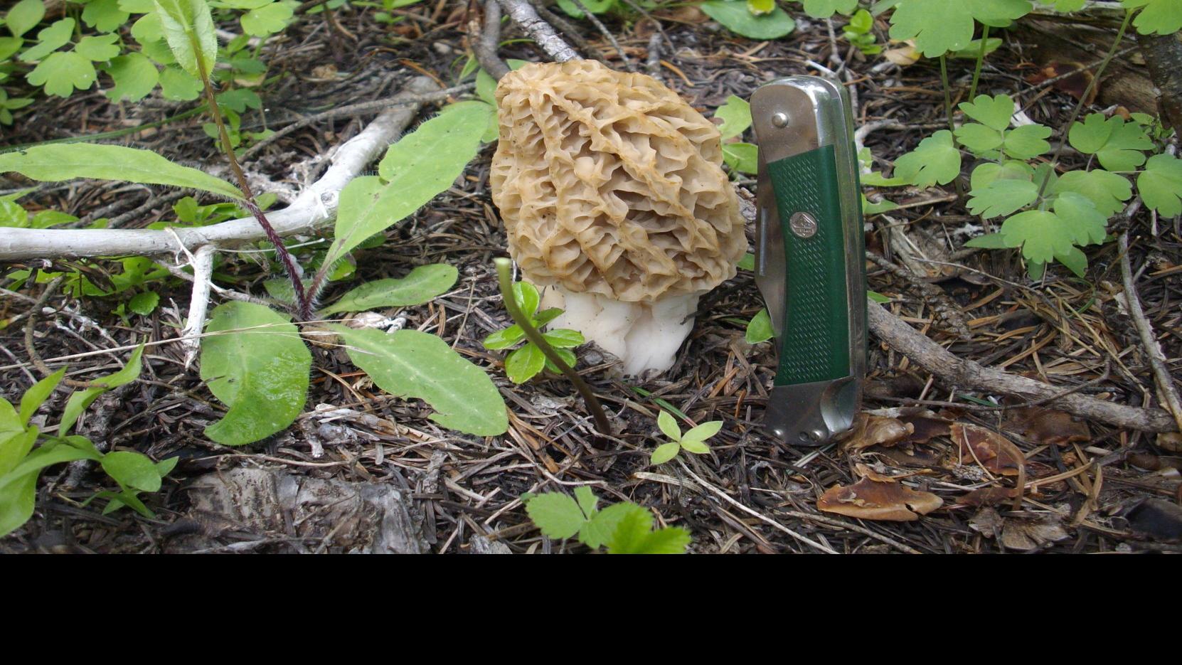 Cook County Morel Map 2022