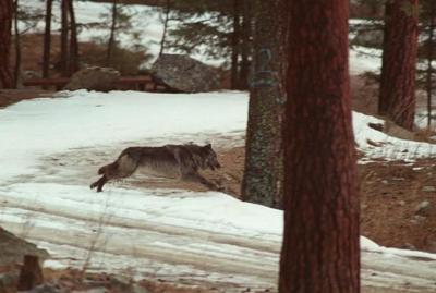 Wolf