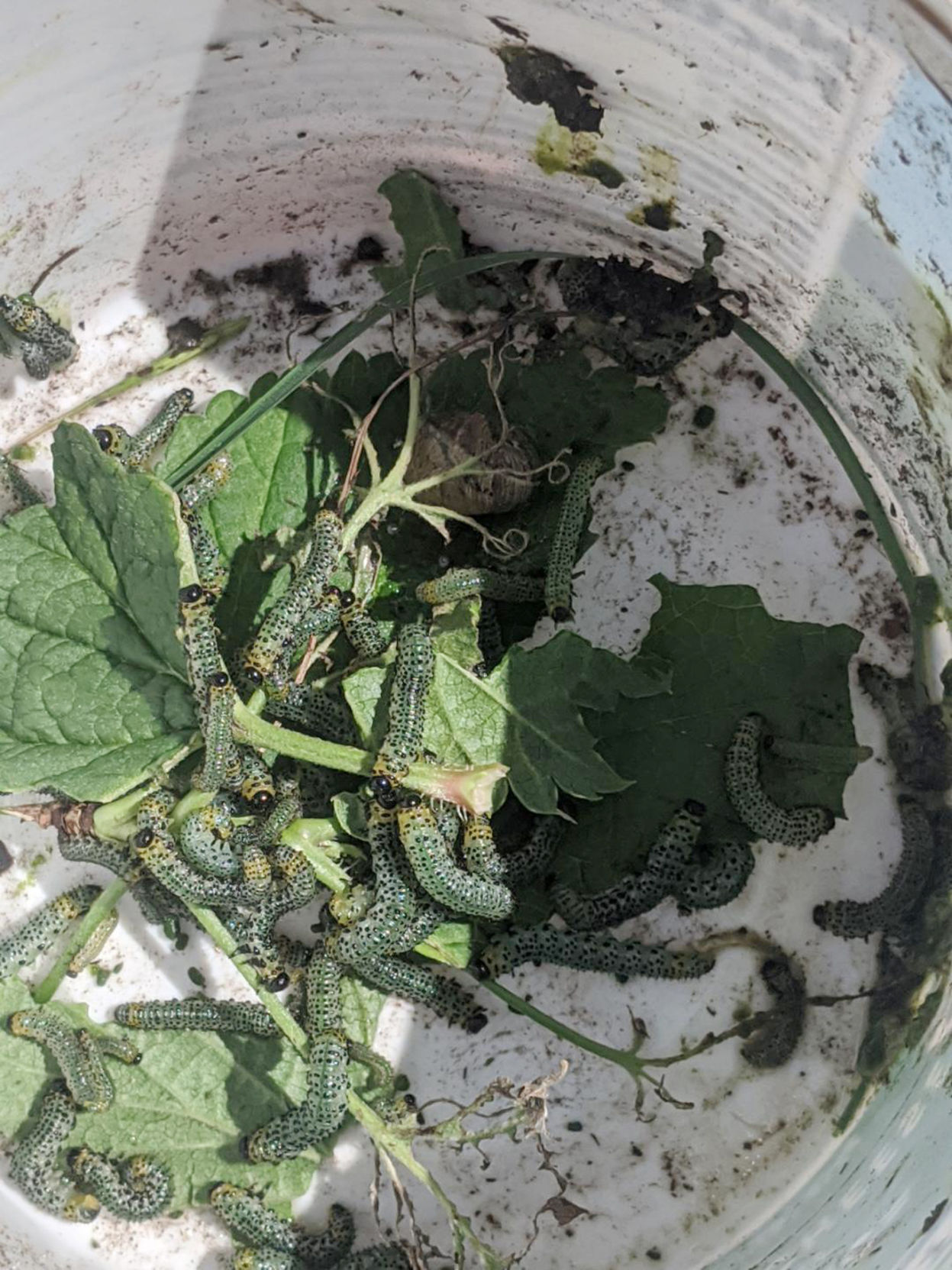 Current sawfly larvae