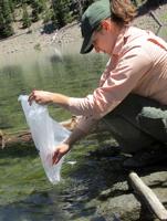 Backcountry stocking: Fish and Game crew goes hiking with fingerlings