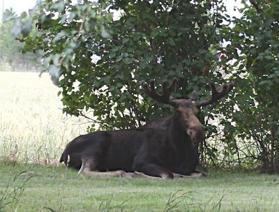 Rexburg moose