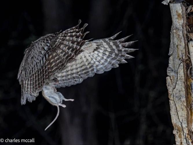 western screech-owl with rat by Charles Mccall.jpg